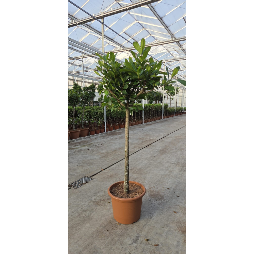 Ficus Cyathistipula.