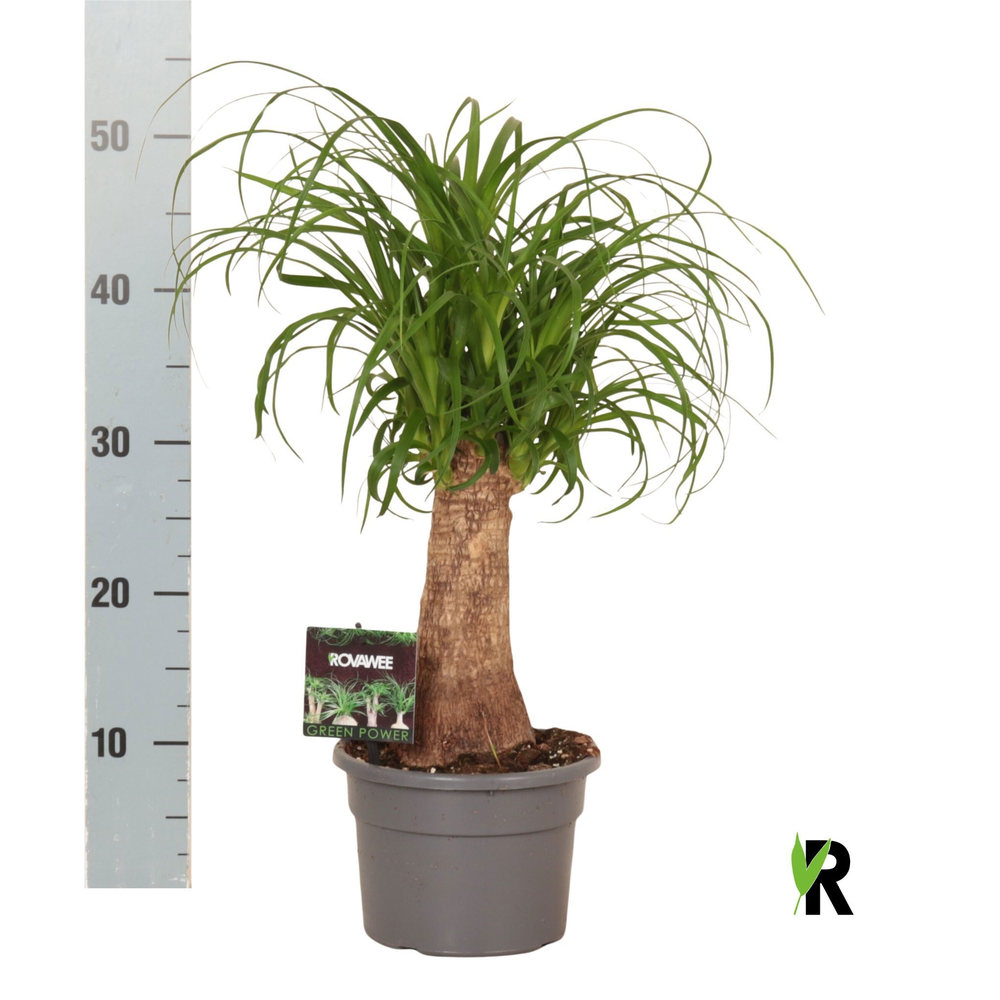 Beaucarnea rec. rechte stam.