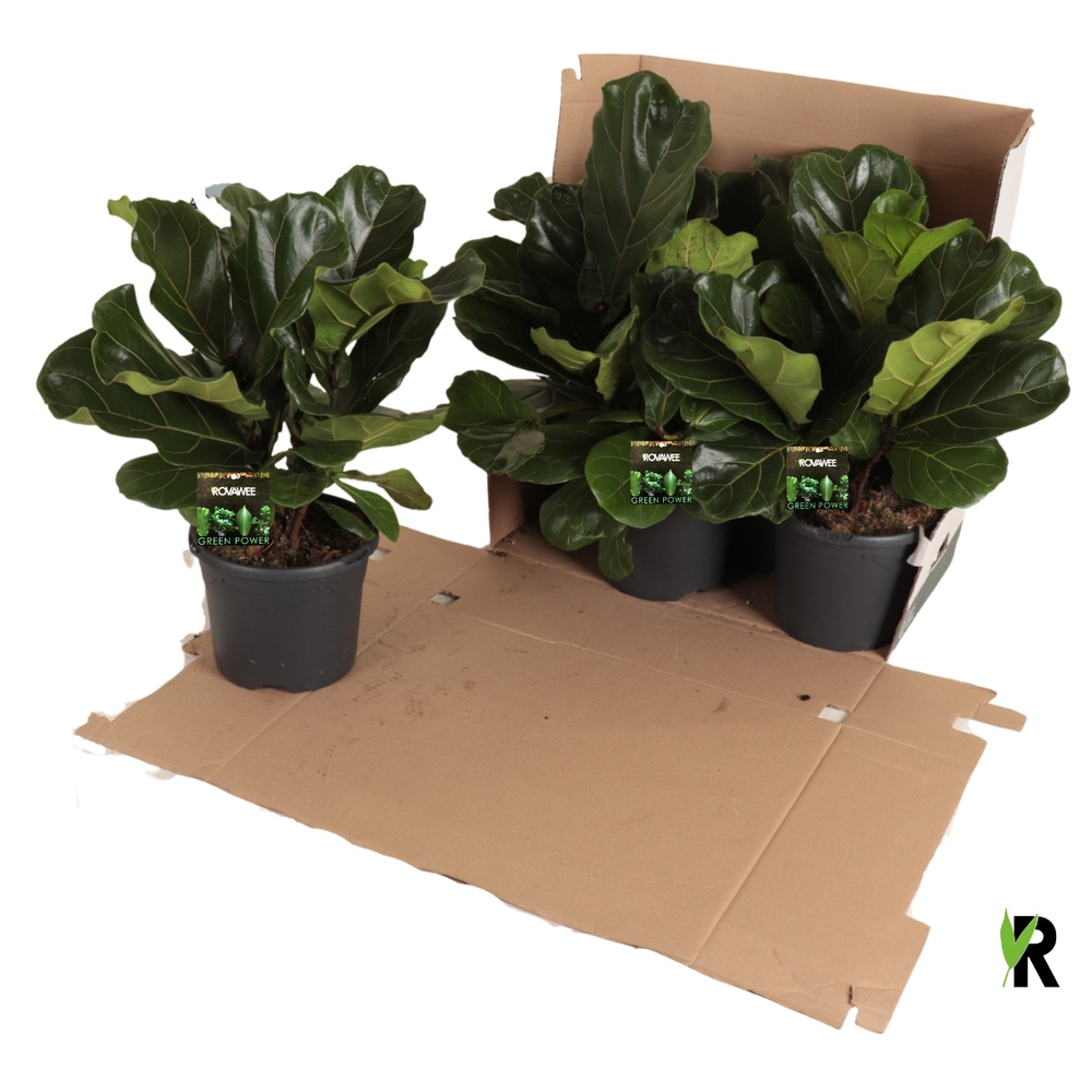 Ficus Lyrata 'Clumb' in fust 352.