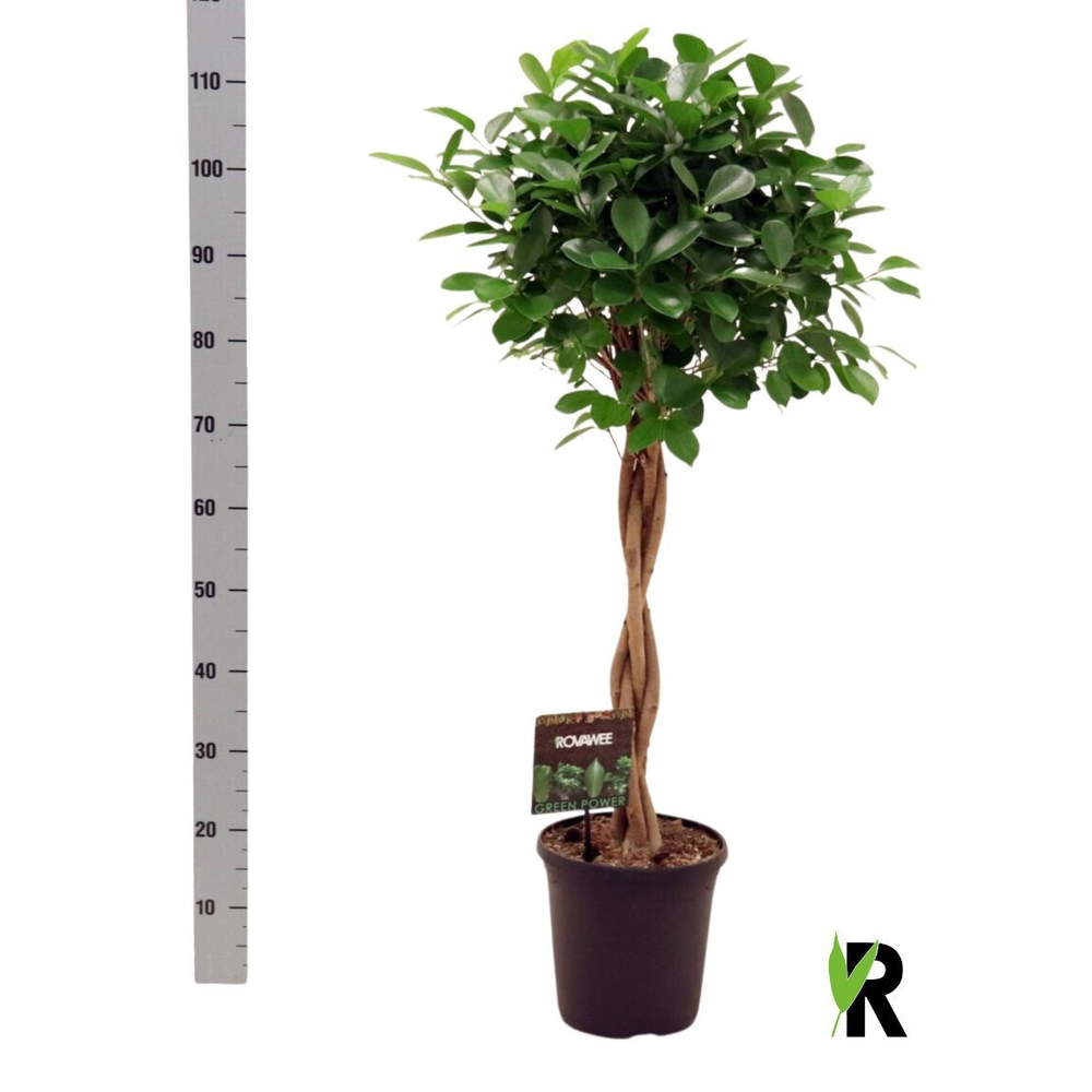 Ficus micr. Moclame gevlochten stam.
