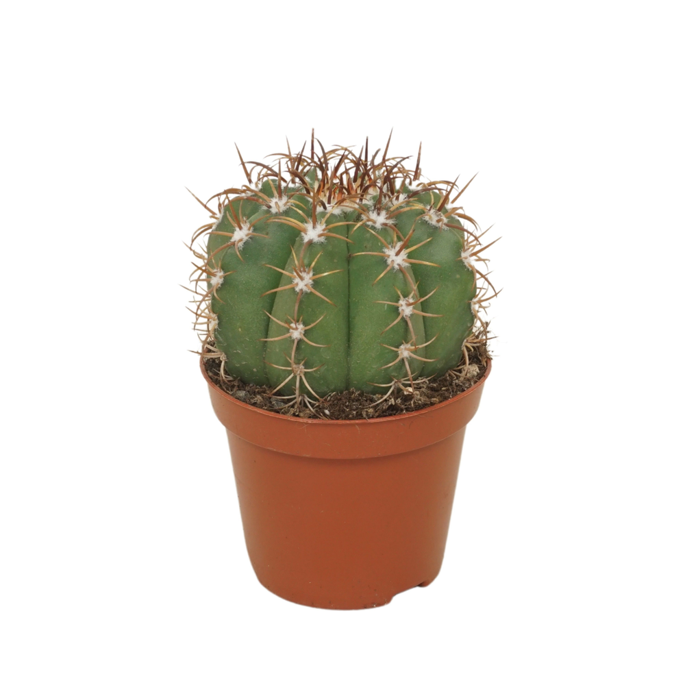 Melocactus matanzanus 8,5 cm.