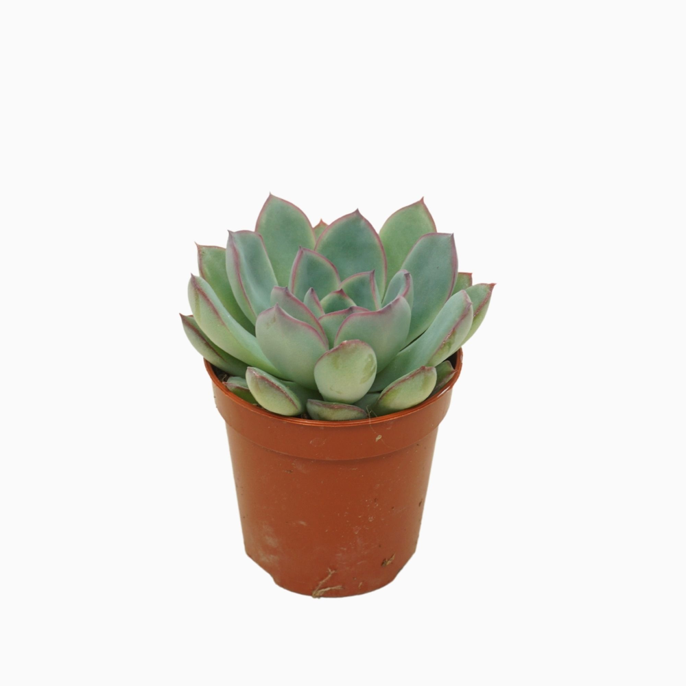 Echeveria apus 5,5 cm.