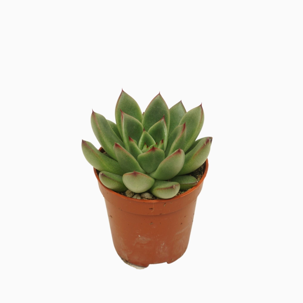 Echeveria red tips 5,5 cm.