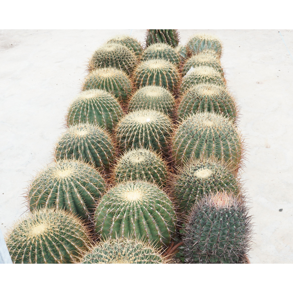 Ferocactus 35 cm.