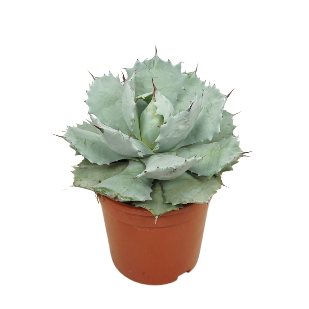 Agave potatorum 17 cm.