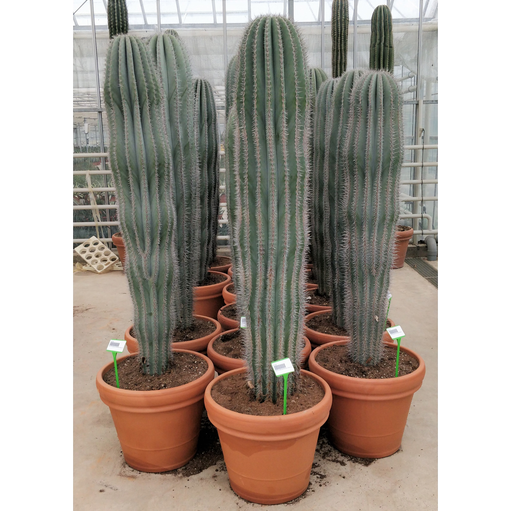 Pachycereus pringlei 55 cm XL.