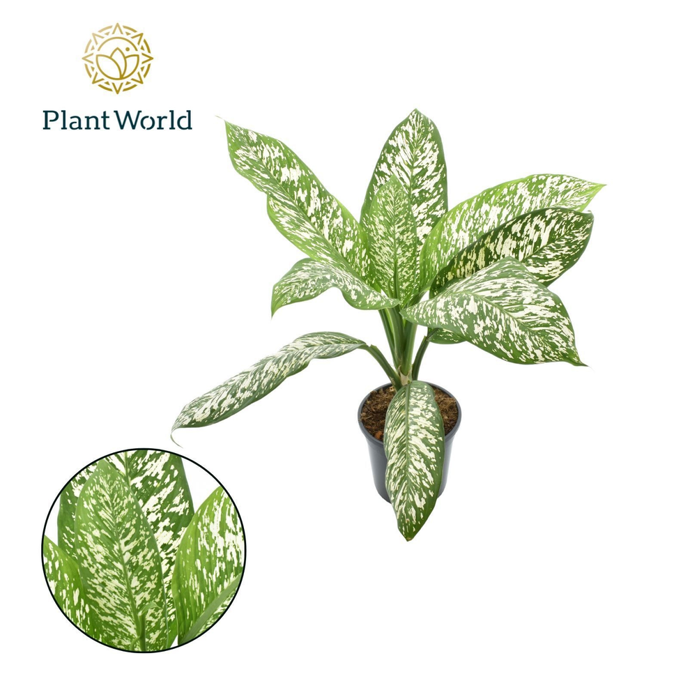 Dieffenbachia 'White Etna'.