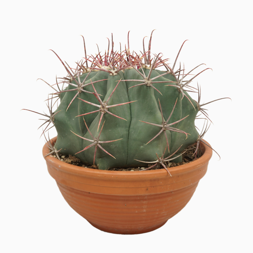 Ferocactus 30 cm.
