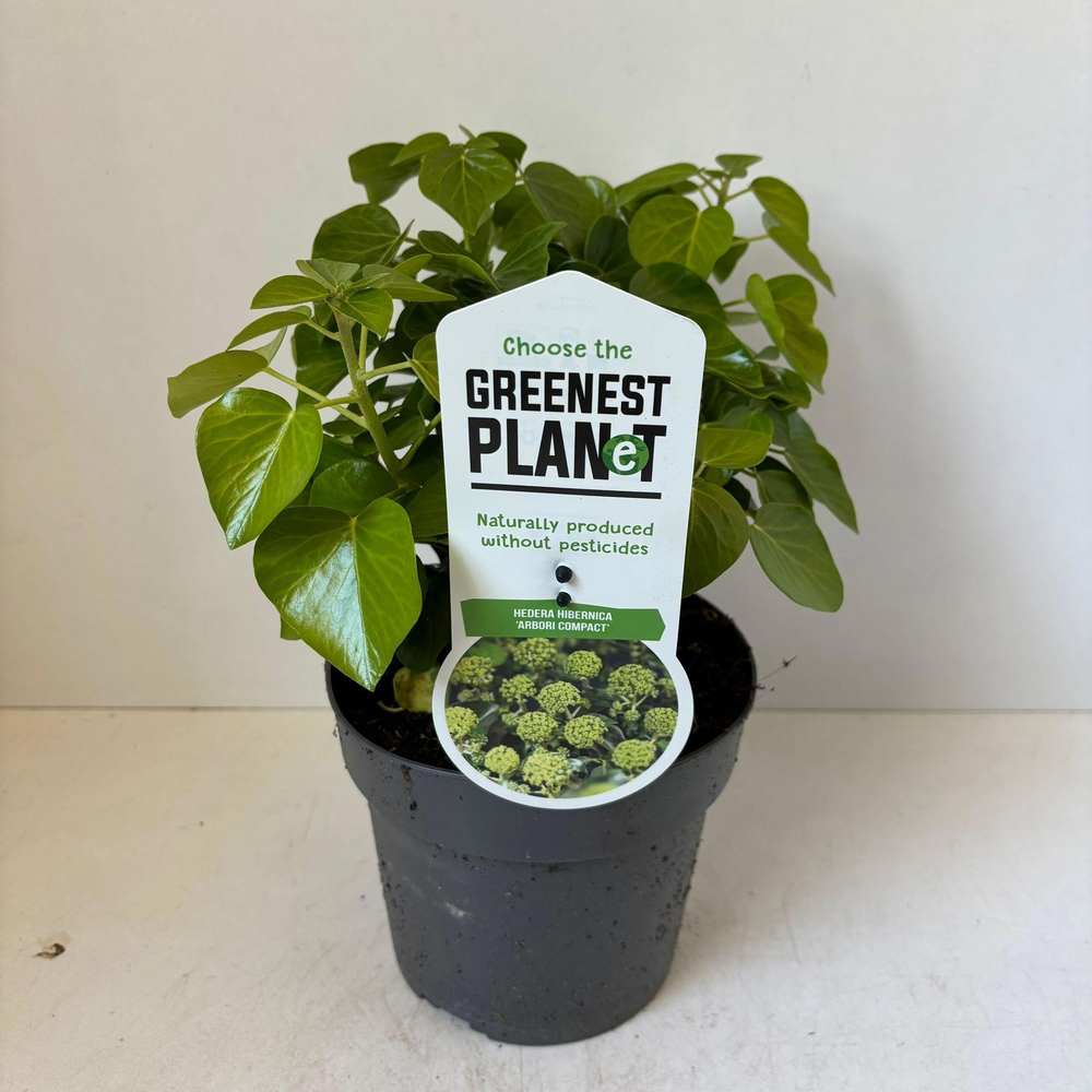Hedera helix 'Arbori Compact'.