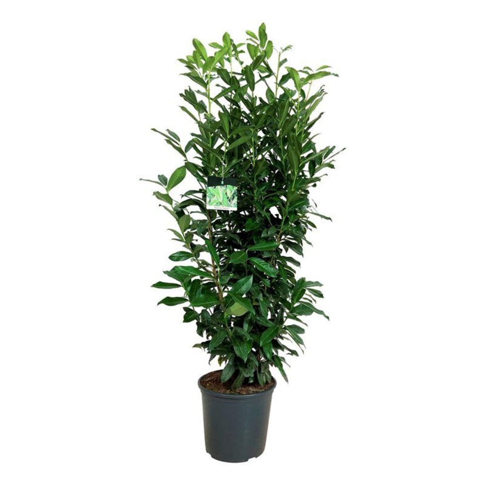 Prunus laur. 'Genolia' ®.