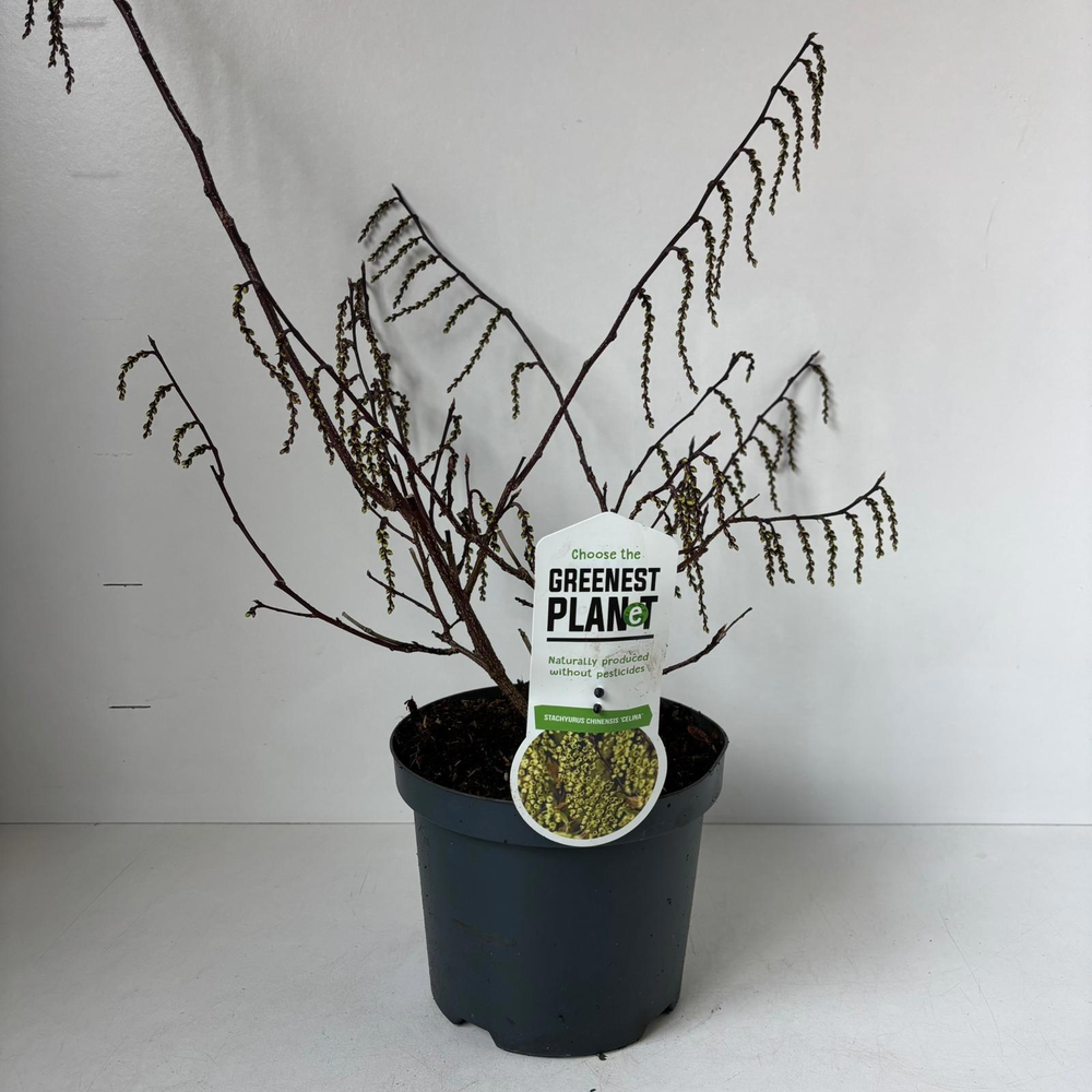Stachyurus chin. 'Celina'.