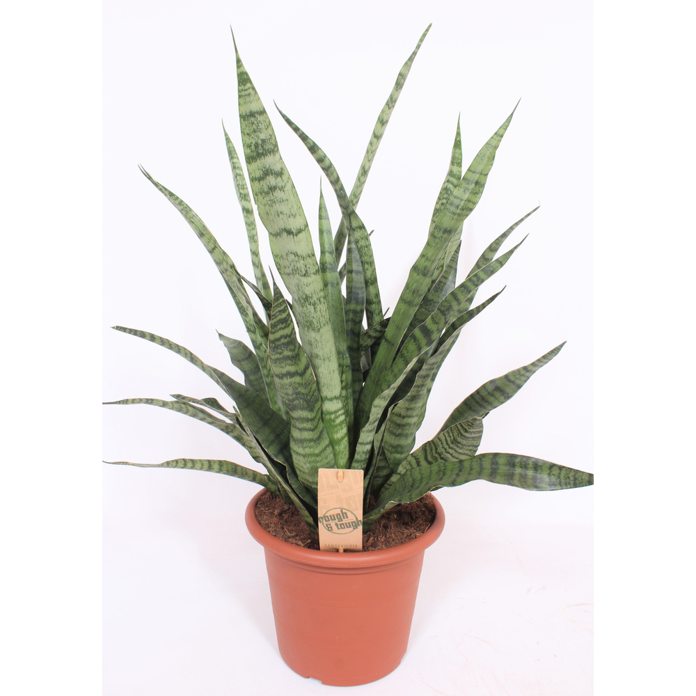 Sansevieria Diamond Green.