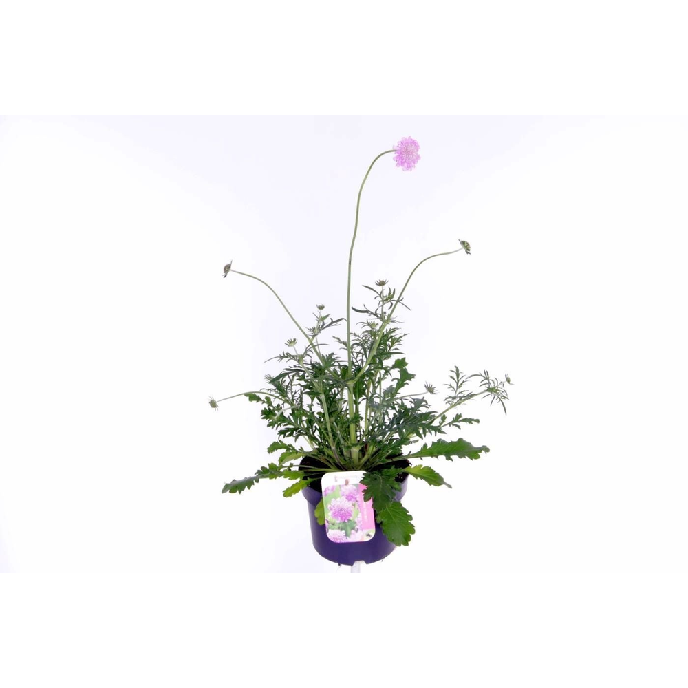Scabiosa columbaria Pink Mist.