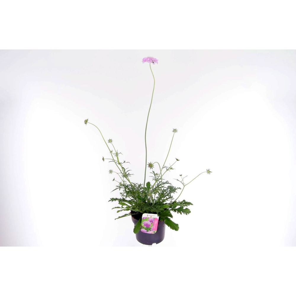 Scabiosa columbaria Pink Mist.