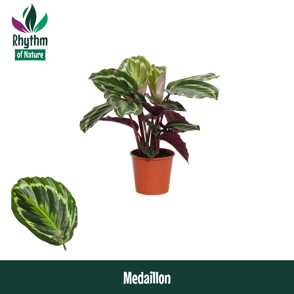 Calathea 14cm Medaillon Rhythm of Nature.