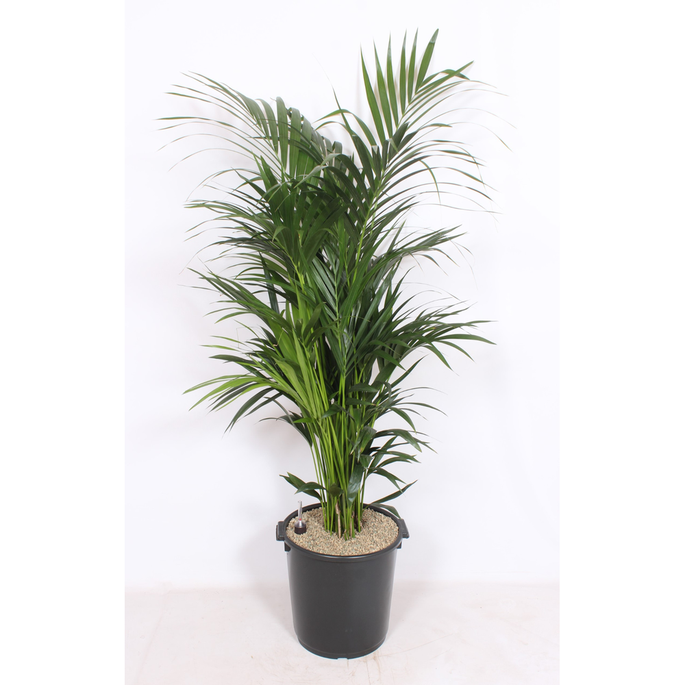 Howea forsteriana.