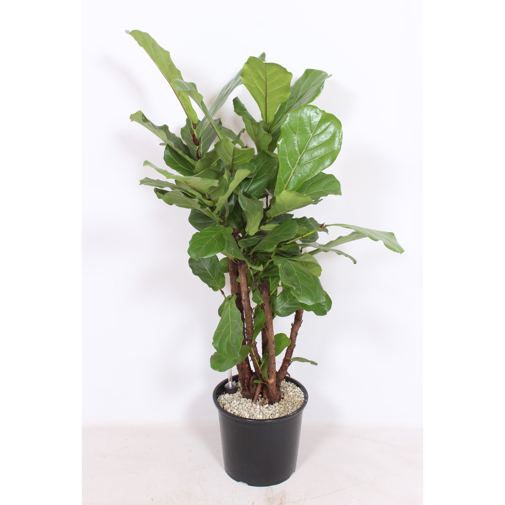 Ficus lyrata.
