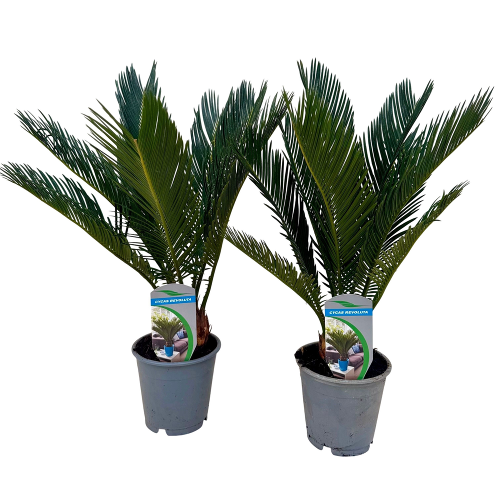 Cycas revoluta P12.