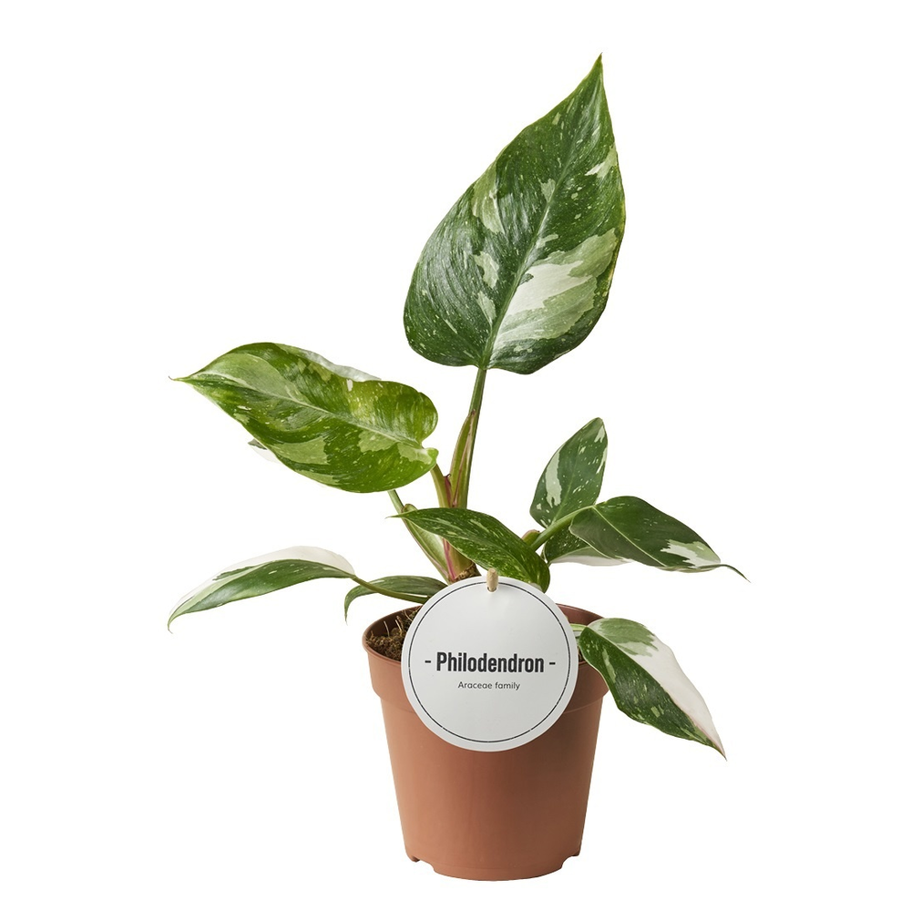Philodendron White Princess.
