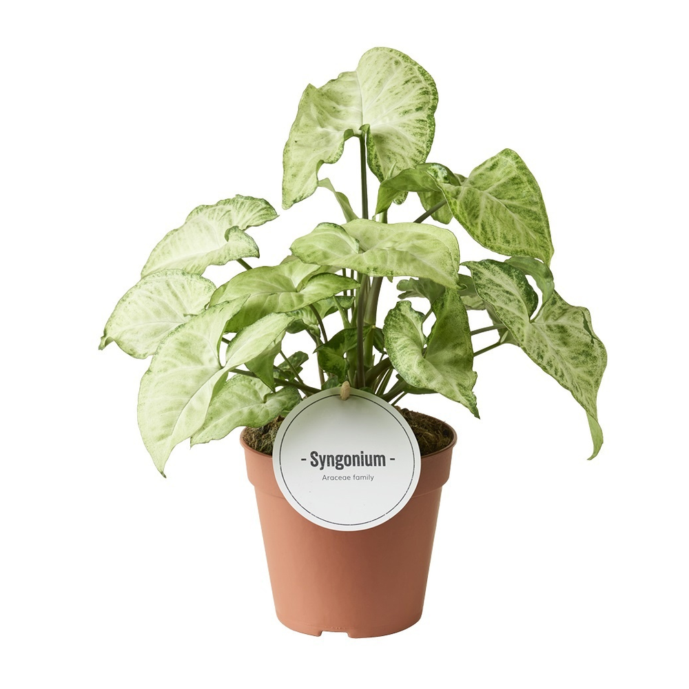 Syngonium White Butterfly.