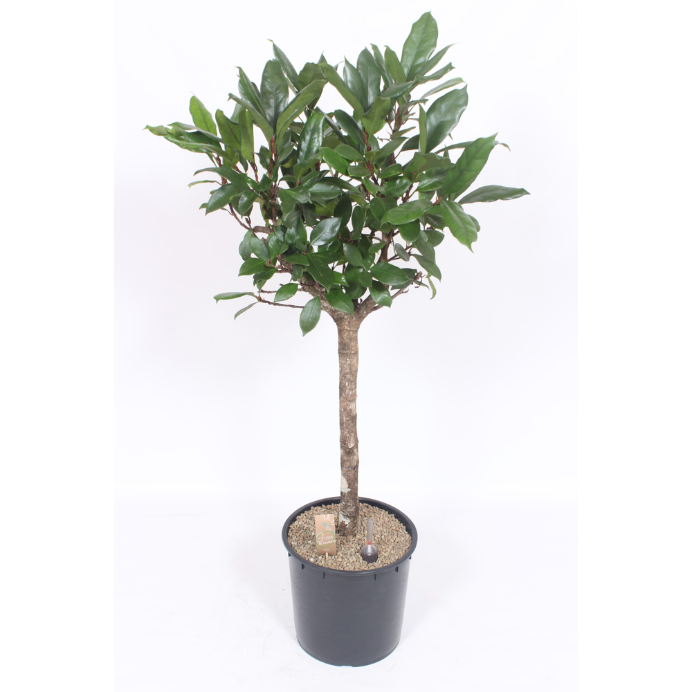 Ficus Cyathistipula.