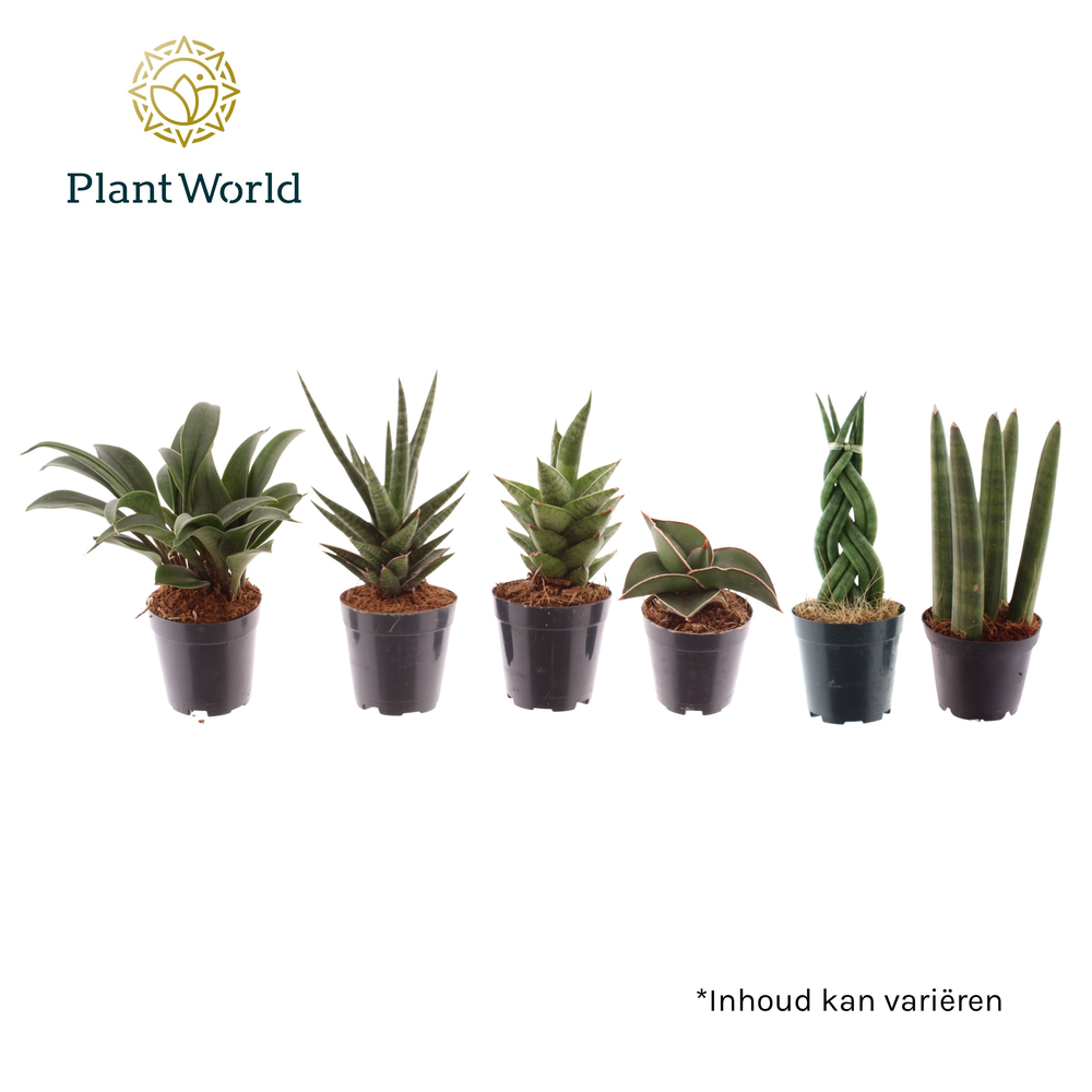 Sansevieria mix Karakum P5,5.