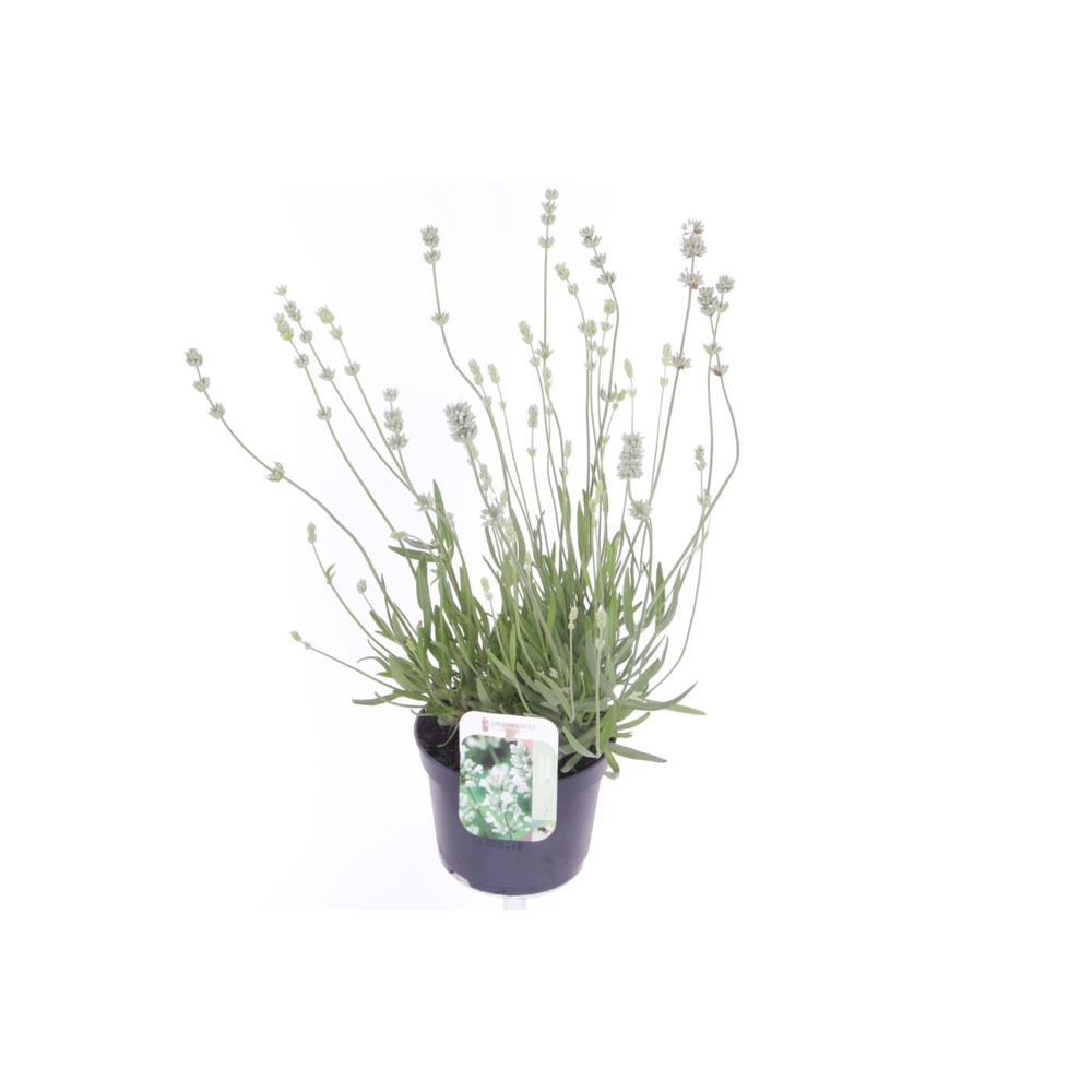 Lavandula ang. Auromatico Silver.