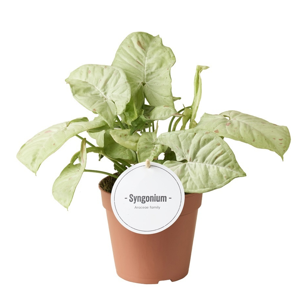 Syngonium Confetti.