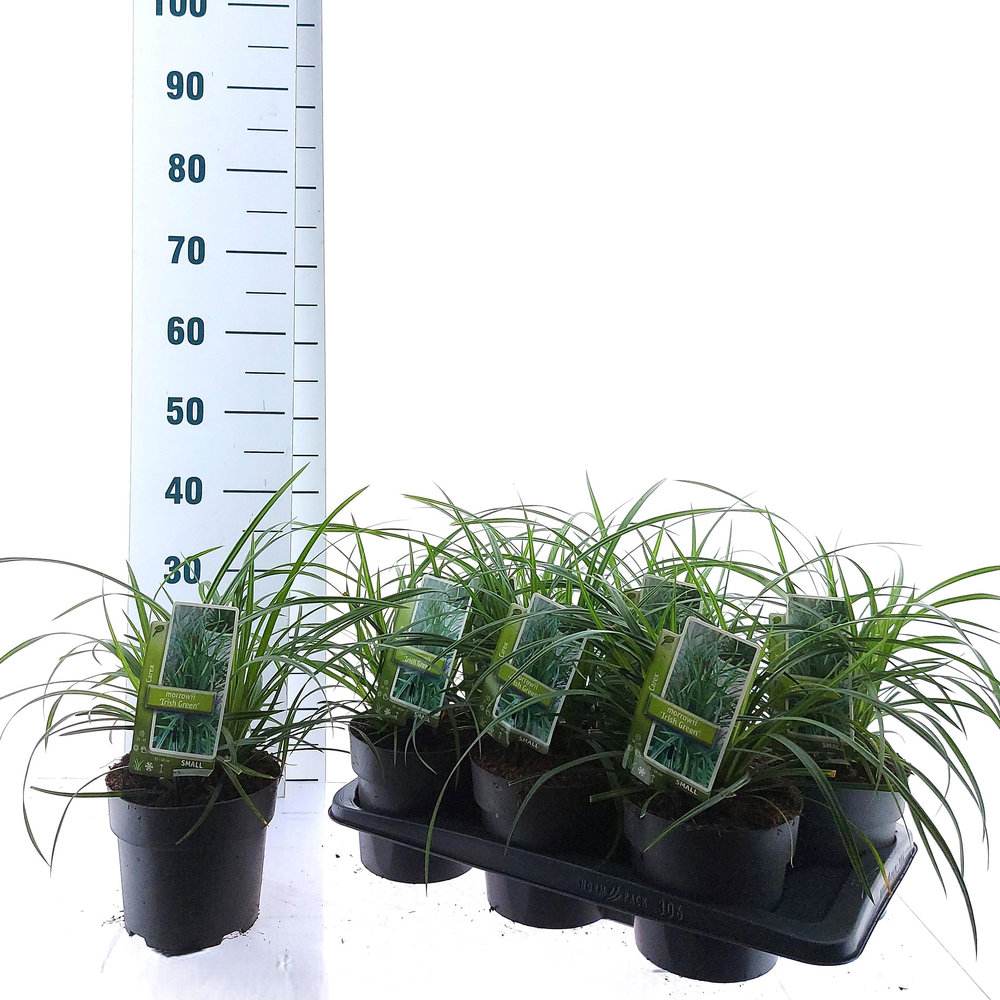 Carex morrowii 'Irish Green'.