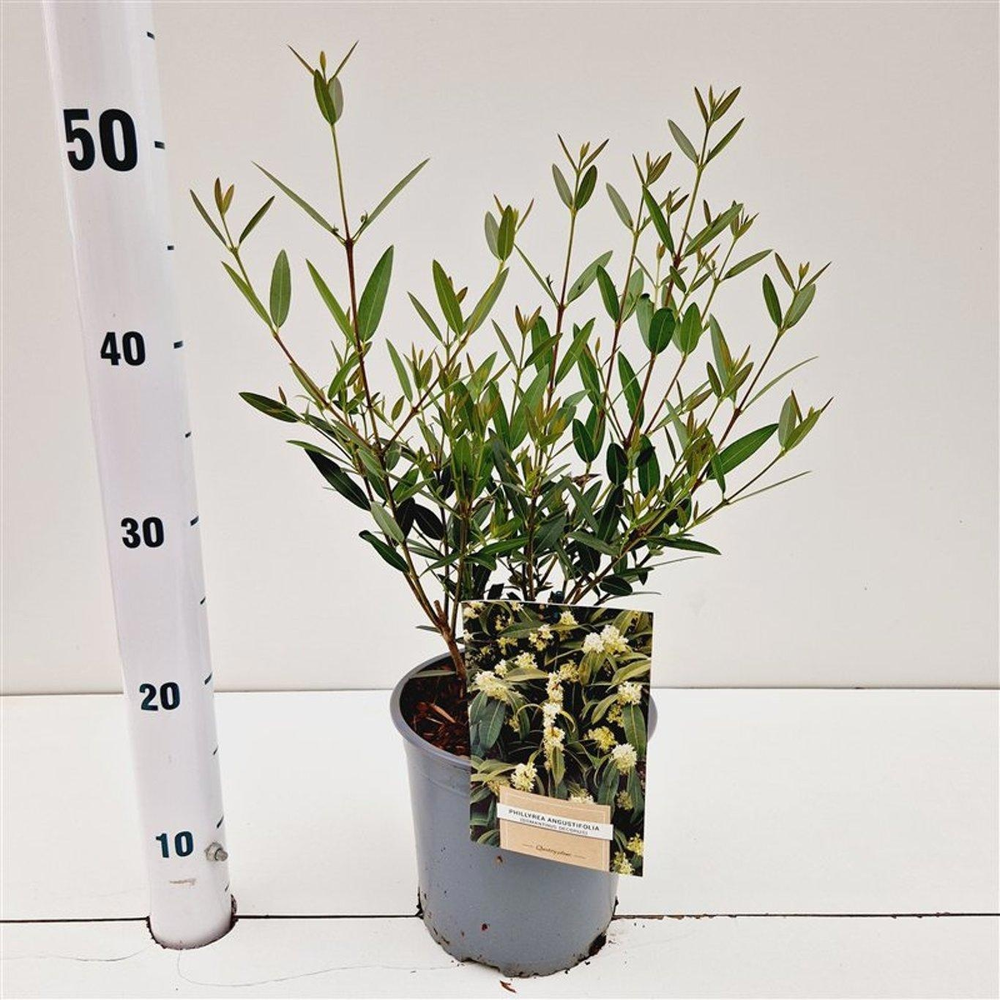 Phillyrea angustifolia.