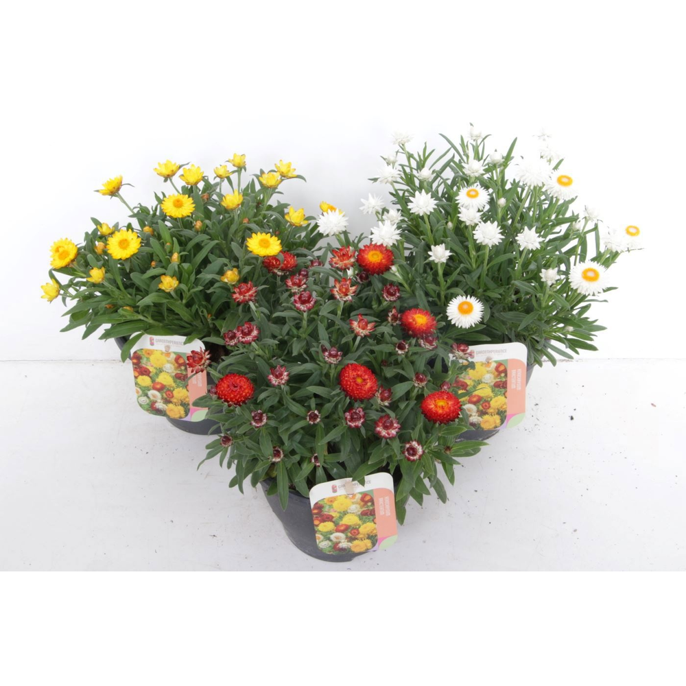 Xerochrysum bracteatum mix.
