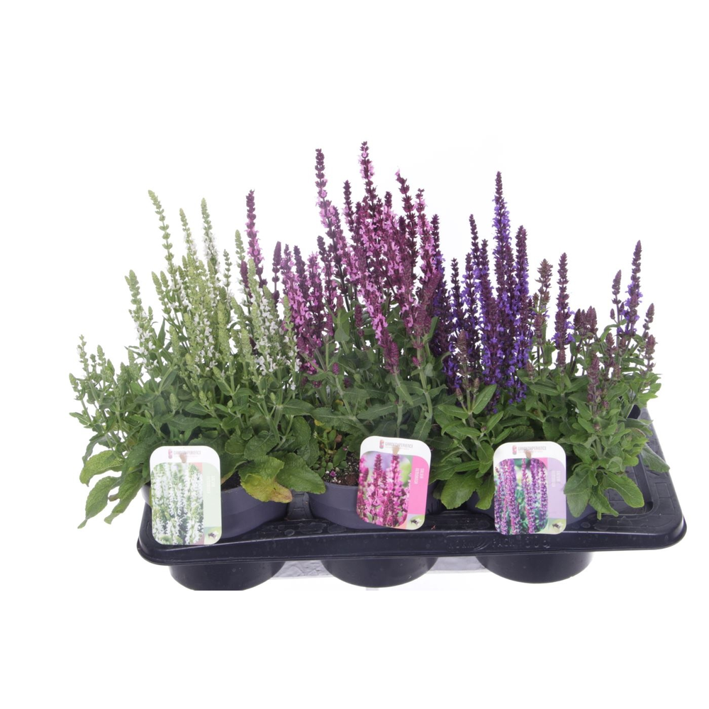 Salvia nemorosa mix.