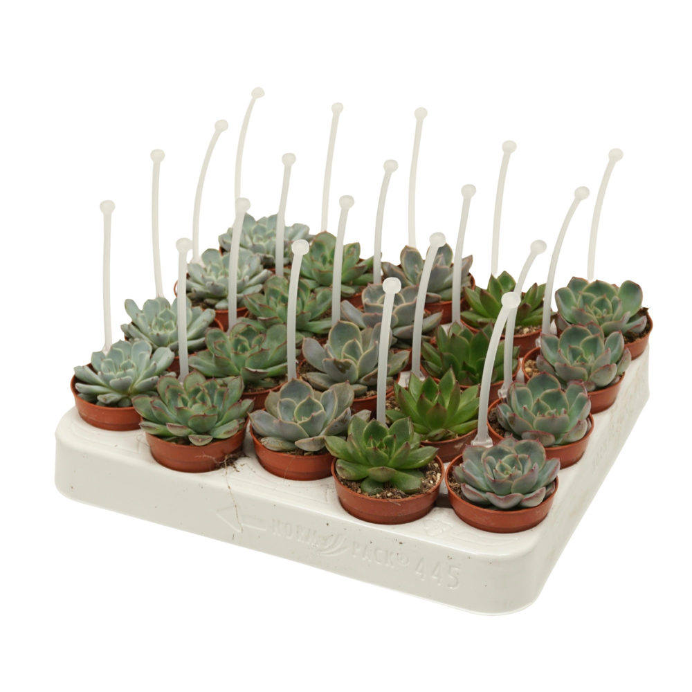 Echeveria mix 5,5 cm met picker.