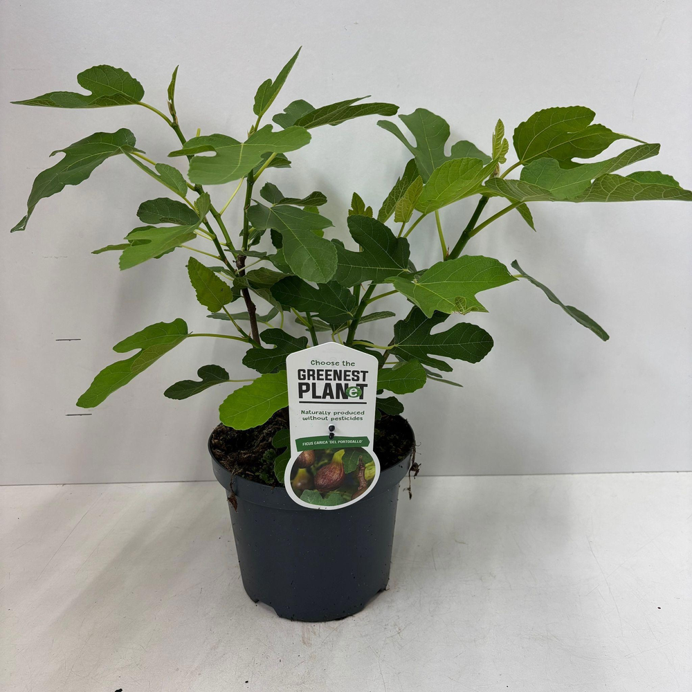 Ficus carica 'Del Portugallo'.