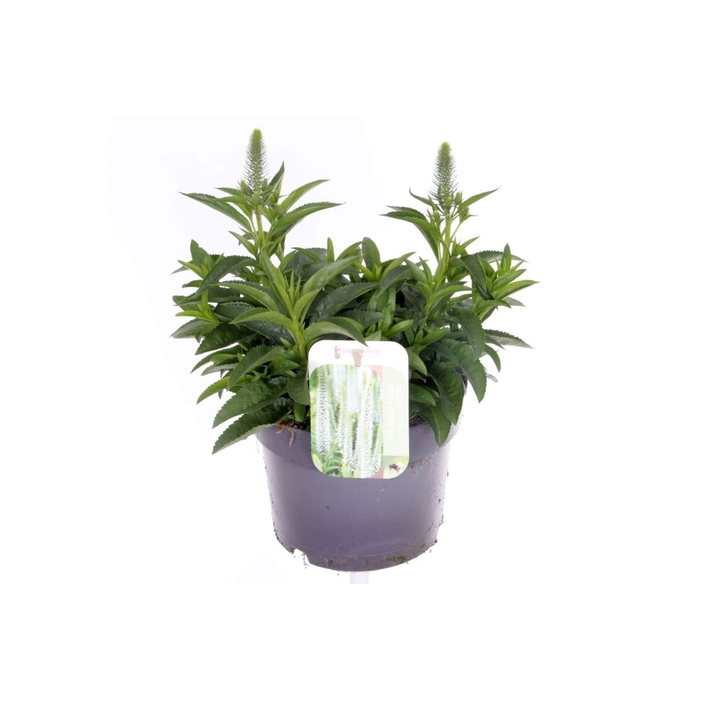 Veronica spicata Candles Snow.