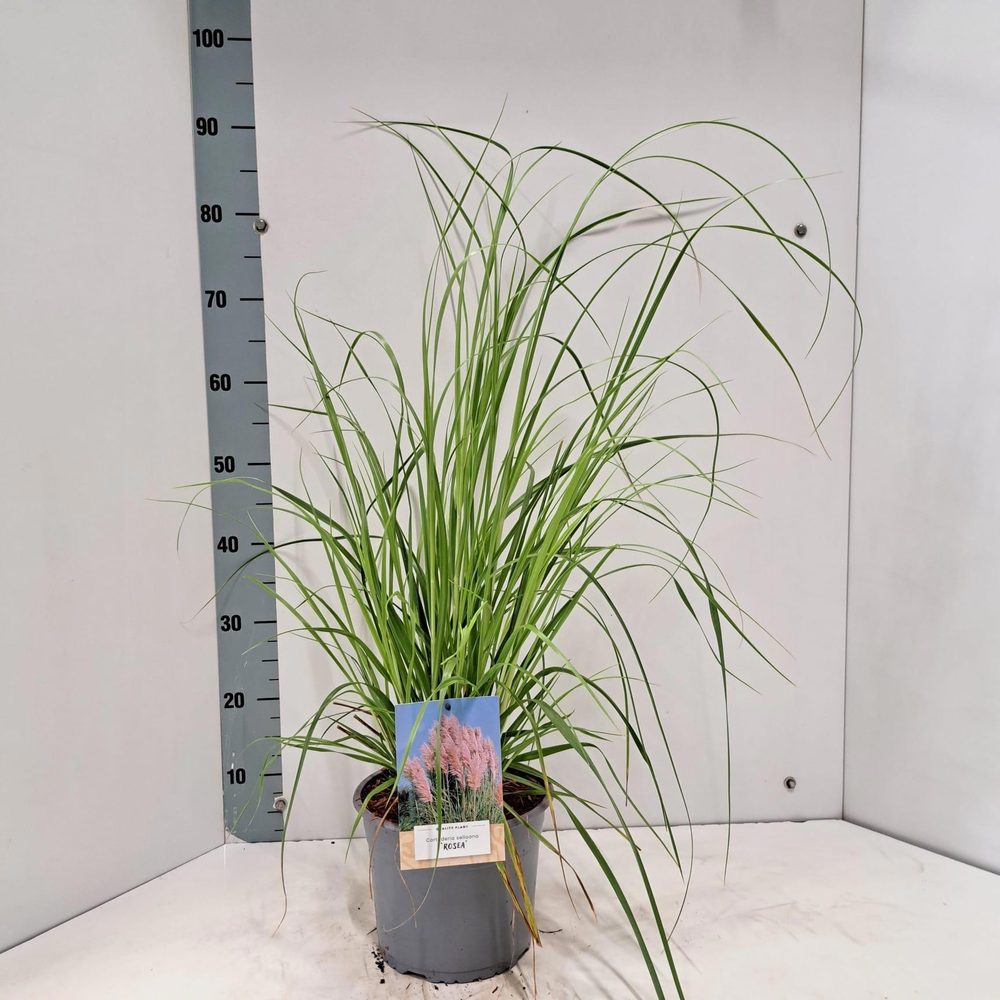 Cortaderia selloana 'Rosea'.