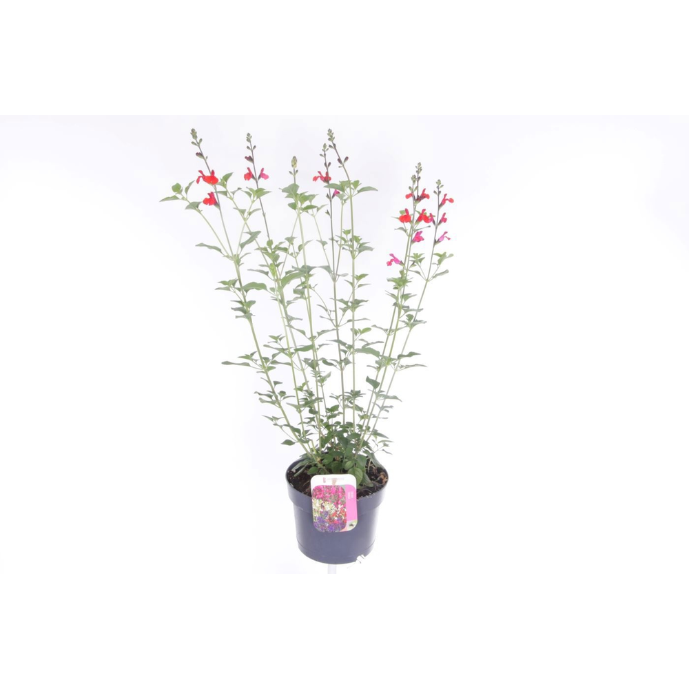 Salvia microphylla Salvinio True Red.