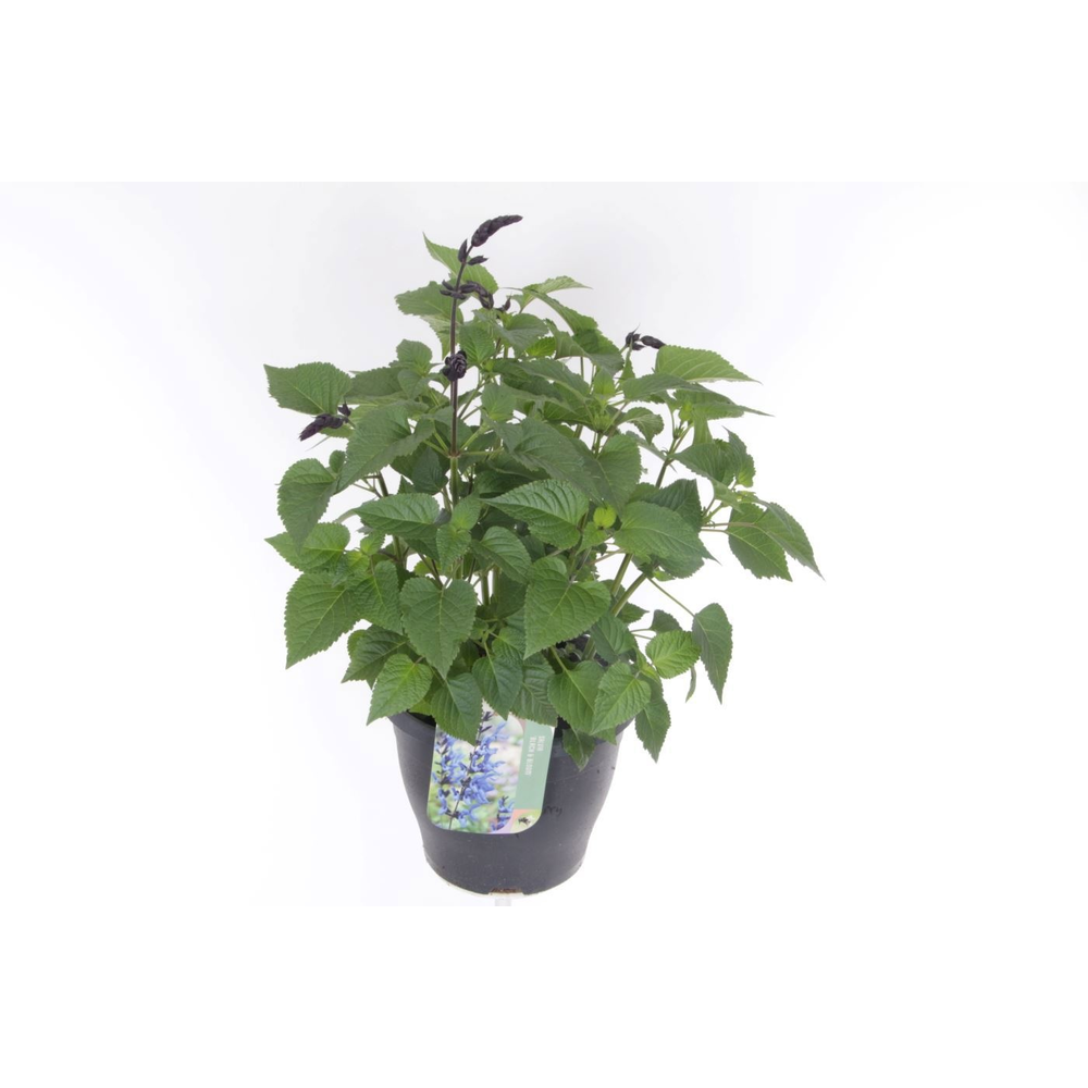 Salvia hybr. Black & Bloom.