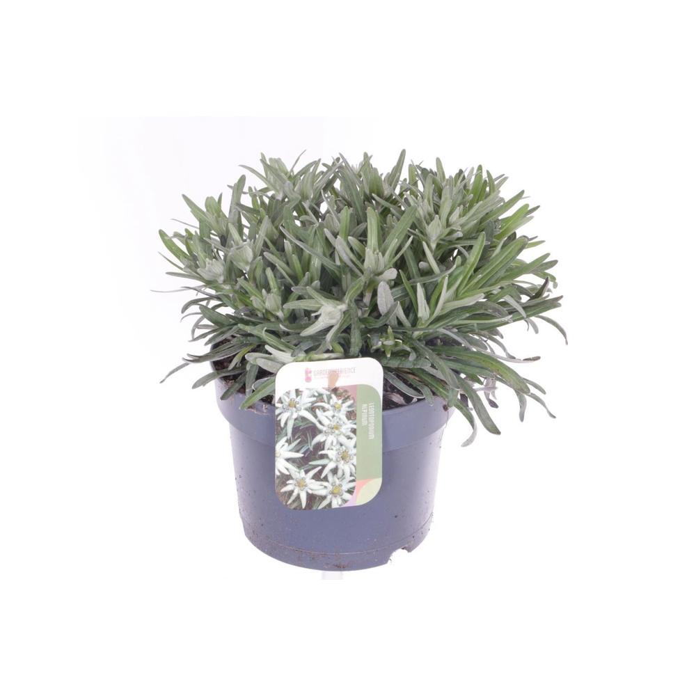 Leontopodium alpinum.