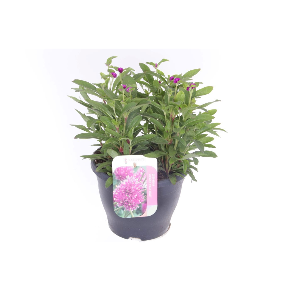 Gomphrena globosa Holly Violet.