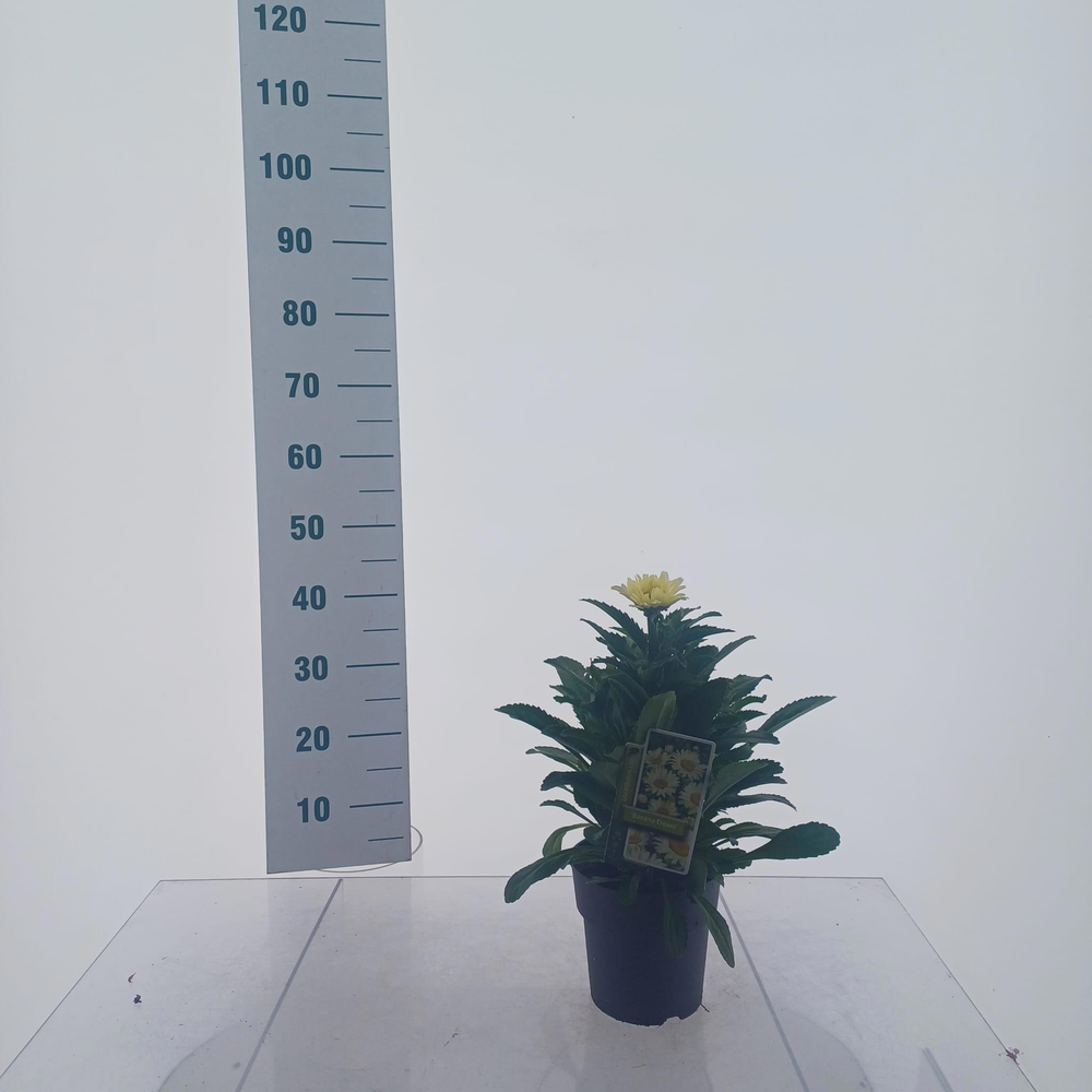 Leucanthemum x superbum 'Banana Cream'.