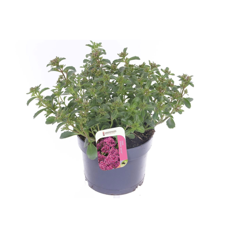 Sedum spurium Spot On Deep Rose.