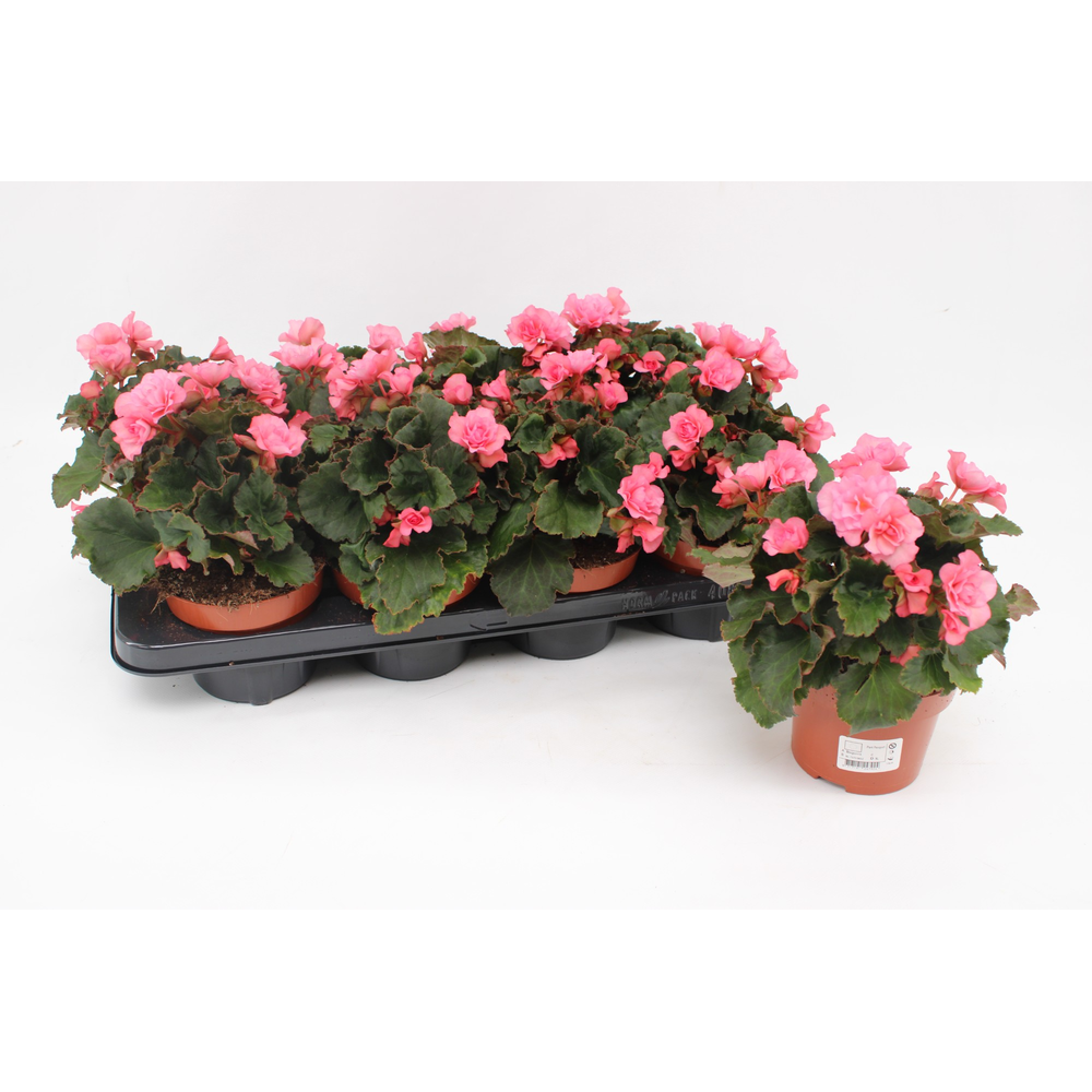Begonia 'Glory Garden' Pink.
