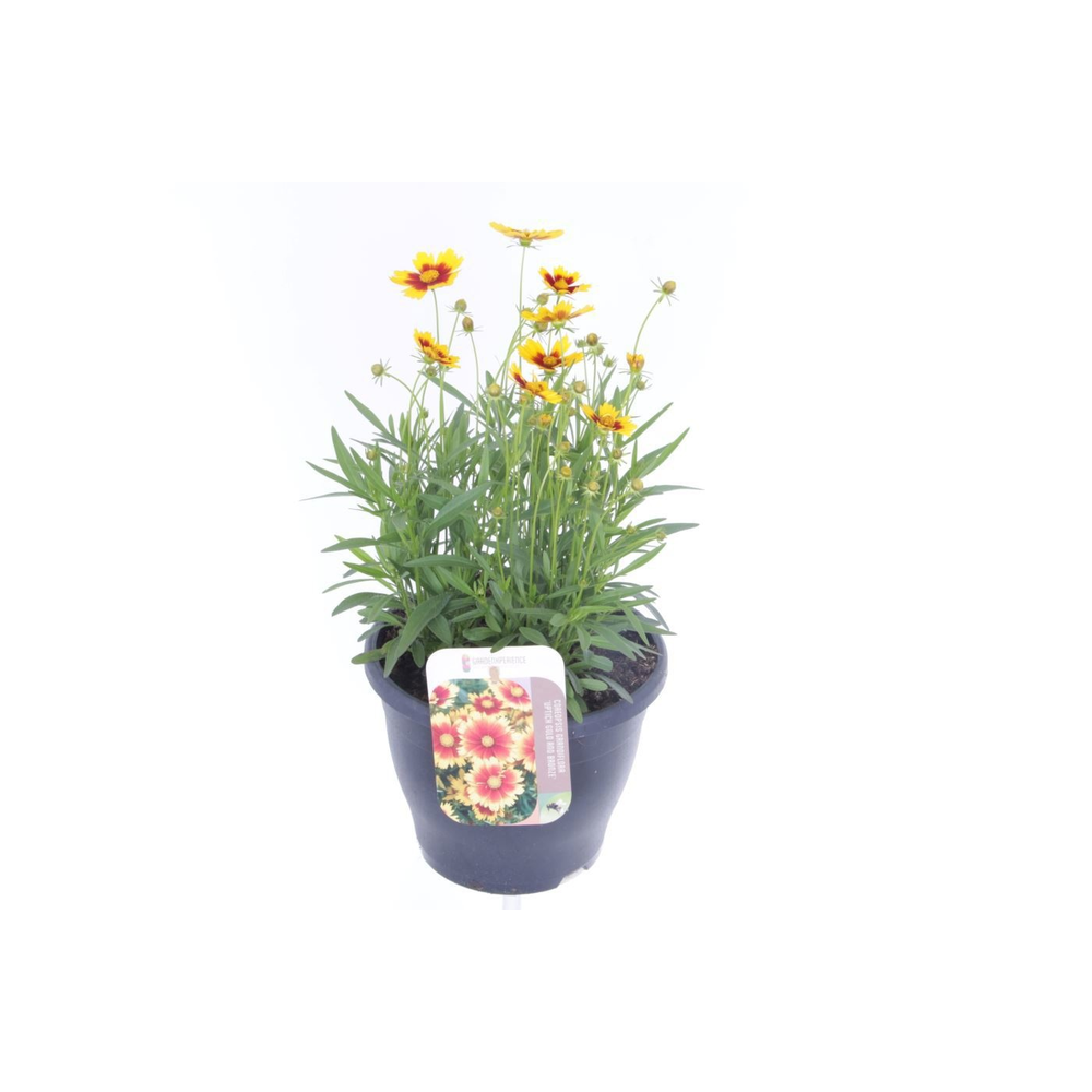 Coreopsis grand. Uptick Gold&Bronze.
