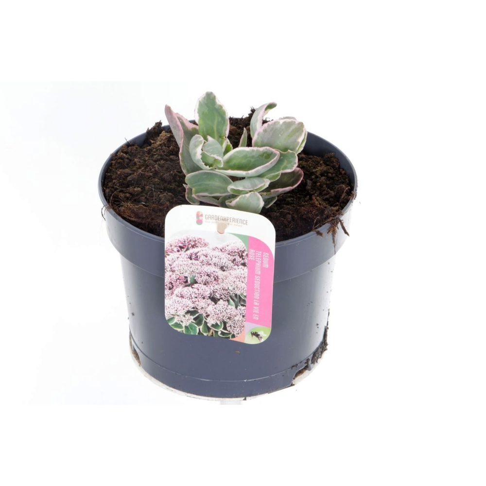 Sedum telephium La Vie en Rose.
