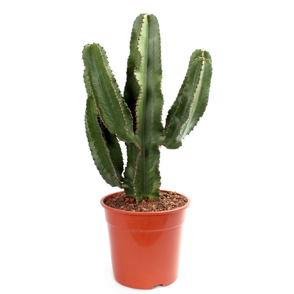 Euphorbia erytrea 24 cm.