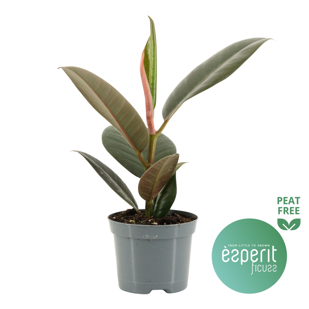 Ficus elastica Robusta.