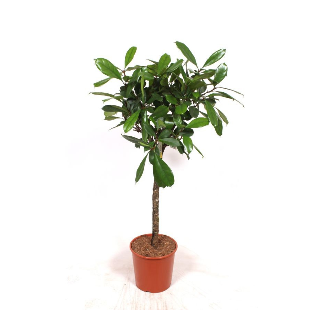 Ficus Cyathistipula.