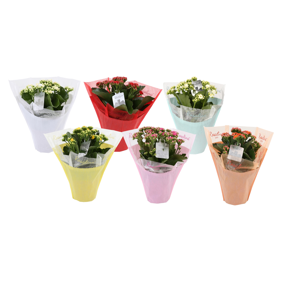 KP-729.1 - Kalanchoe Rosalina 12cm in pastel gifts.