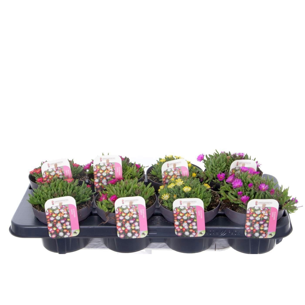 Delosperma cooperi mix.